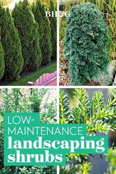 several different types of landscaping shrubs with the words low maintenance landscaping shrubs in green letters