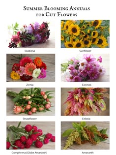 an image of flowers that are in the middle of different colors and sizes, including sunflowers