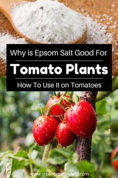 tomatoes and powdered sugar on a wooden spoon with the title why is epsom salt good for tomato plants?