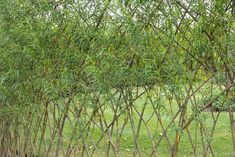 the giraffe is standing by the tall bamboo tree in the field, looking for food