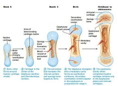 the structure of an ostrich and its structures in order to describe what it is