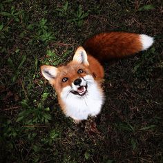 a red fox is laying in the grass and looking up at something with its mouth open