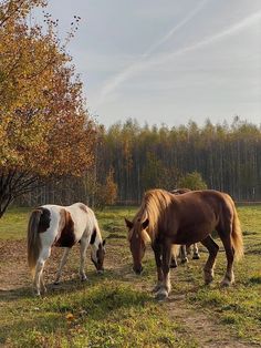 two brown and white horses grazing in a field