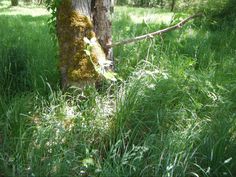 a tree with moss growing on it in the middle of some grass near a forest