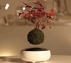 a potted plant sitting on top of a white table