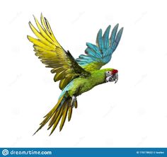 a green and blue parrot flying through the air