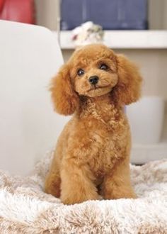 a small brown dog sitting on top of a fluffy bed next to a white chair