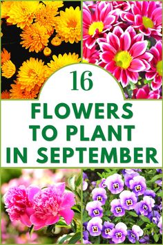 16 Flowers To Plant in September Plants To Plant In September, Fall Flowers To Plant In September, Cool Season Flowers, October Flowers In Season, September Flowers In Season, Flowers To Plant In September, What To Plant In September, September Gardening, Garden Schedule