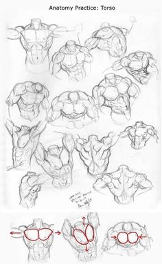 an image of anatomy practice for the torso and arm, with instructions to draw it