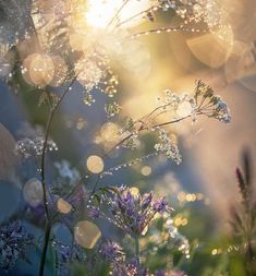 the sun shines brightly on some purple flowers