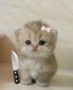 a small kitten sitting next to a knife