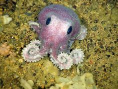 an octopus is sitting on the ground with its eyes open