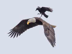 two black birds flying in the sky next to each other