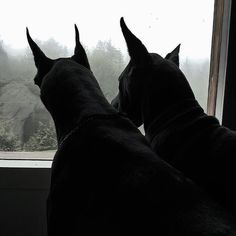 two black dogs looking out the window at trees in the foggy forest behind them