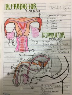 a diagram of the female torso and her parts