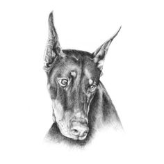 a black and white drawing of a dog