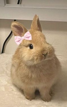 a small rabbit with a pink bow on its head