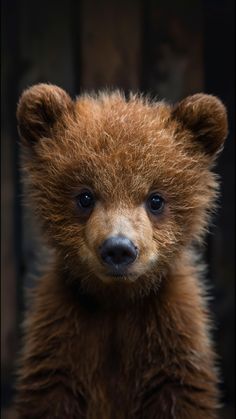 a small brown bear standing next to a wooden fence and looking at the camera with an intense look on its face