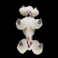 a white teddy bear sitting on top of a black background with its paws spread out