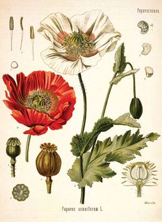 an illustration of flowers and leaves on a white background