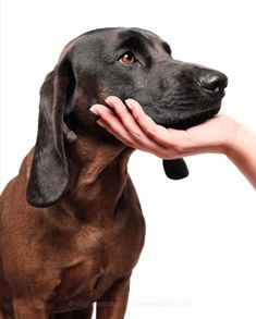 a dog is being petted by a person's hand on a white background