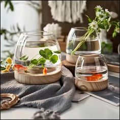 two fish bowls with plants in them on a table