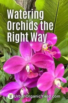 purple flowers with the words watering orchids the right way on it's side