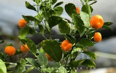 an orange tree with green leaves and fruit on it