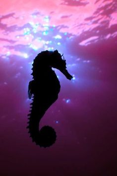 the silhouette of a sea horse against a pink and blue sky