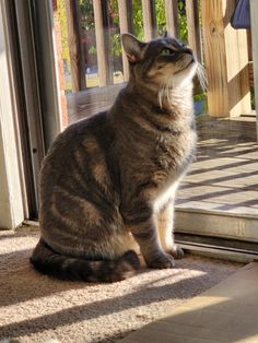 a cat sitting on the floor looking up at something in front of its door window