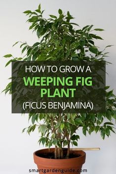 a potted plant with the words how to grow a weeping fig plant ficus benamina