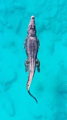 an alligator is swimming in the clear blue water