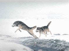 two dogs are running in the snow with one dog jumping over the water to catch something