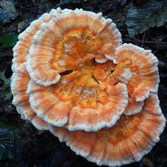 an orange and white mushroom on the ground