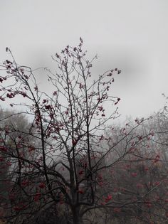 a tree with red berries on it in the foggy day, next to some trees