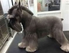 a large gray dog standing on top of a black table next to a metal cage