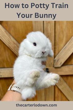 a person holding a white bunny in their hand with the text how to potty train your bunny