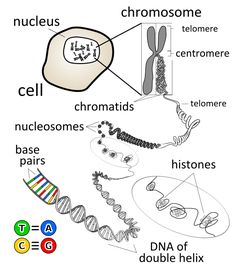 diagram of the structure of a cell and its components labeled in text on white background