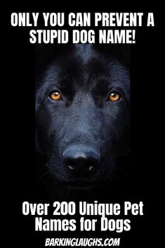 Black German Shepherd warning you that you can prevent a stupid dog name. With the 200 unique pet names for dogs list. German Shepherd Names Unique, Unique Animal Names, Names That Mean Black, Names For Black Dogs, Dog Names With Meaning, Unique Pet Names, Dog Glands, Unusual Dog Names, German Dog Names