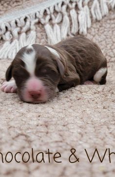 a brown and white puppy is laying on the carpet