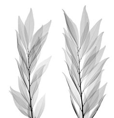 two black and white leaves on a white background