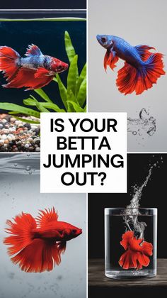 there are different types of betta fish in the water and one is jumping out