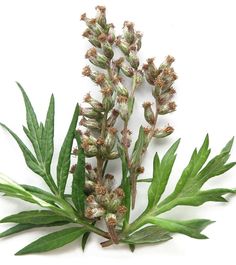 some green leaves and flowers on a white background