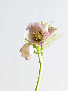 a single pink flower in a white vase