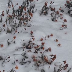 the snow is covered with small flowers and plants in the foreground, on which there are no leaves