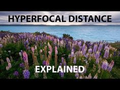 purple flowers with the ocean in the background and text that reads, hyperocl distance explain