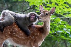 a monkey sitting on top of a deer's back in the forest with another animal