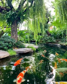 a pond filled with lots of fish next to lush green plants and trees in the background