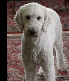 a white poodle standing on top of a rug