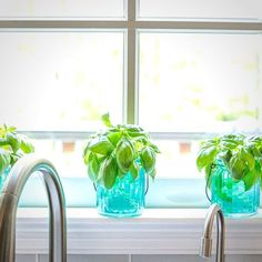 three glass vases filled with green plants on a window sill next to a sink